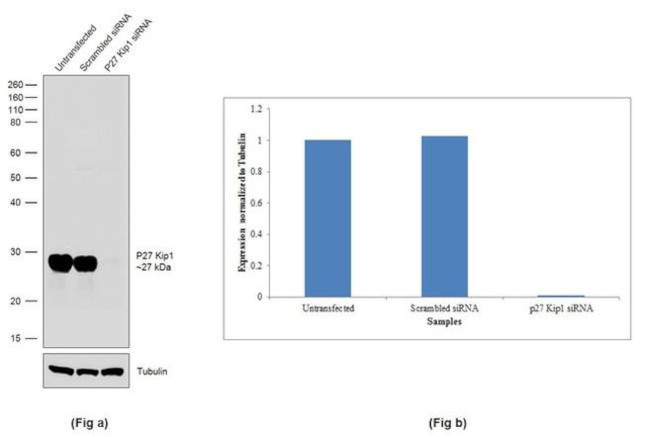 p27 Kip1 Antibody