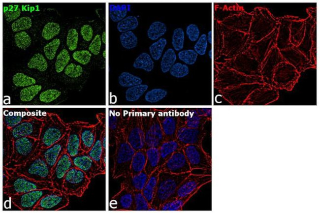 p27 Kip1 Antibody in Immunocytochemistry (ICC/IF)