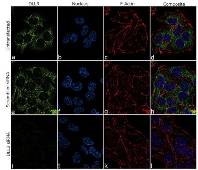 DLL3 Antibody in Immunocytochemistry (ICC/IF)