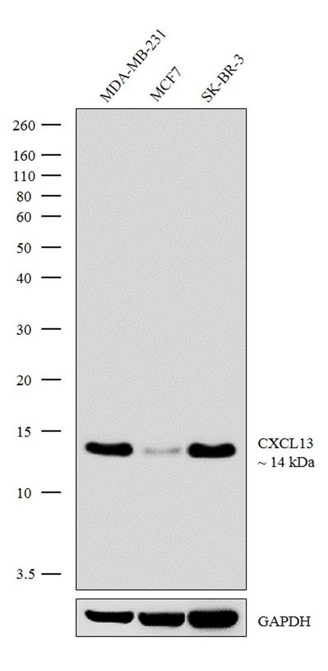 CXCL13 Antibody in Western Blot (WB)