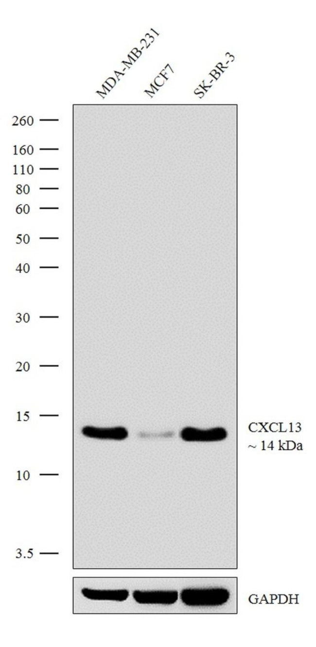 CXCL13 Antibody