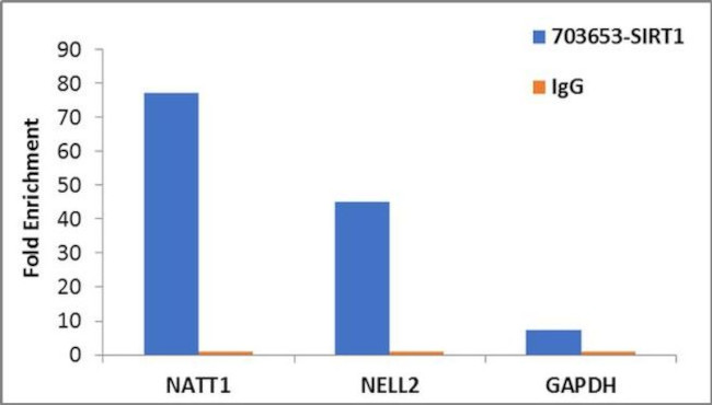 SIRT1 Antibody