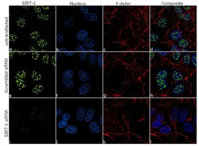 SIRT1 Antibody in Immunocytochemistry (ICC/IF)