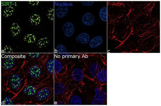 SIRT1 Antibody in Immunocytochemistry (ICC/IF)