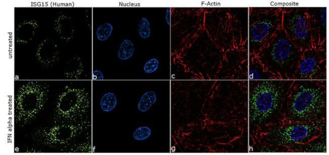 ISG15 Antibody in Immunocytochemistry (ICC/IF)