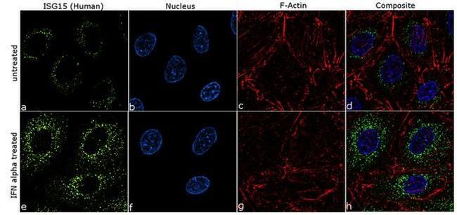 ISG15 Antibody