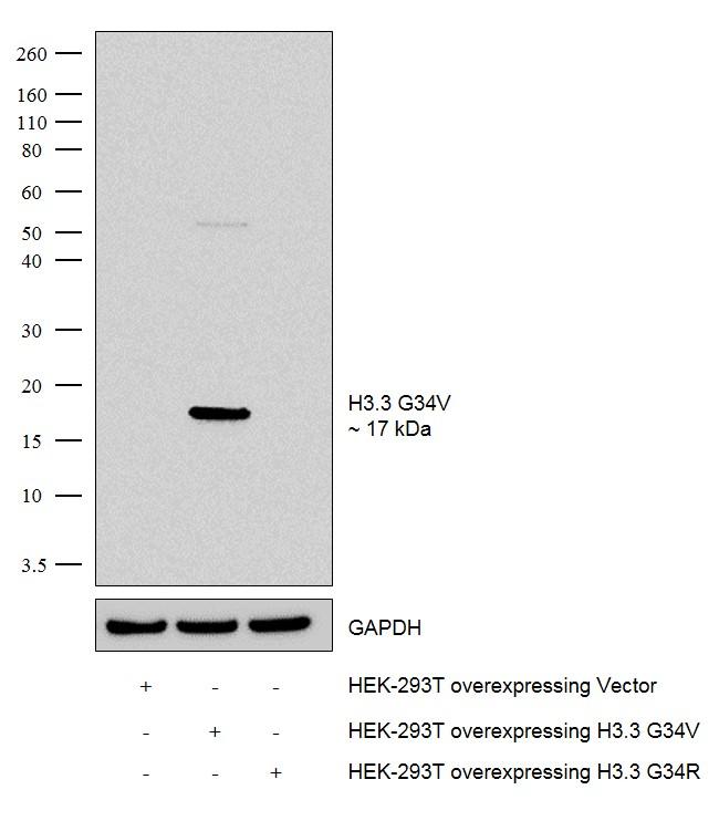 H3.3 G34V oncohistone mutant Antibody in Western Blot (WB)