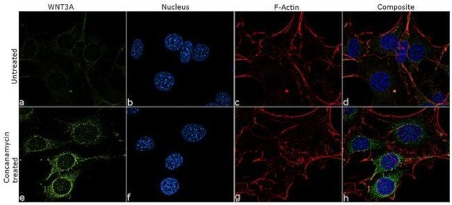 WNT3A Antibody in Immunocytochemistry (ICC/IF)