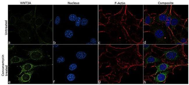 WNT3A Antibody