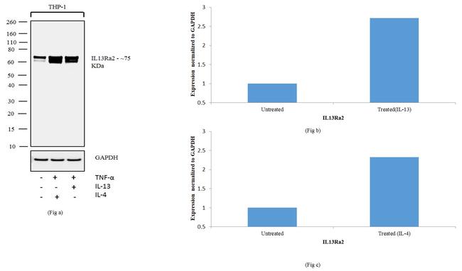 IL13RA2 Antibody