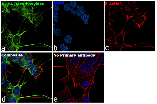 DOPA decarboxylase Antibody in Immunocytochemistry (ICC/IF)