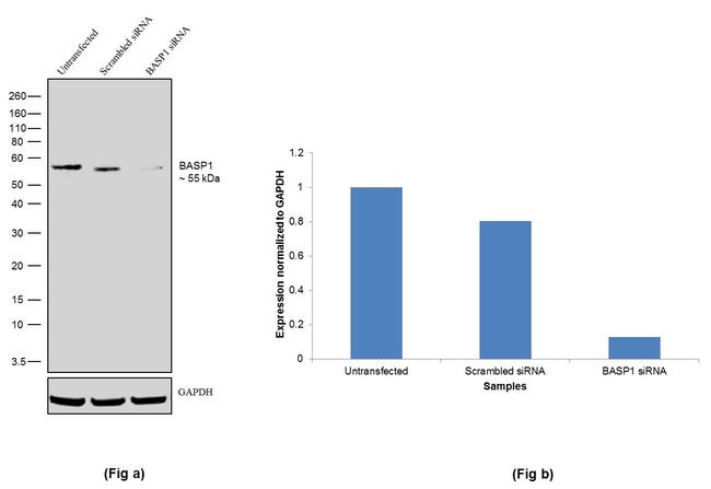 BASP1 Antibody in Western Blot (WB)