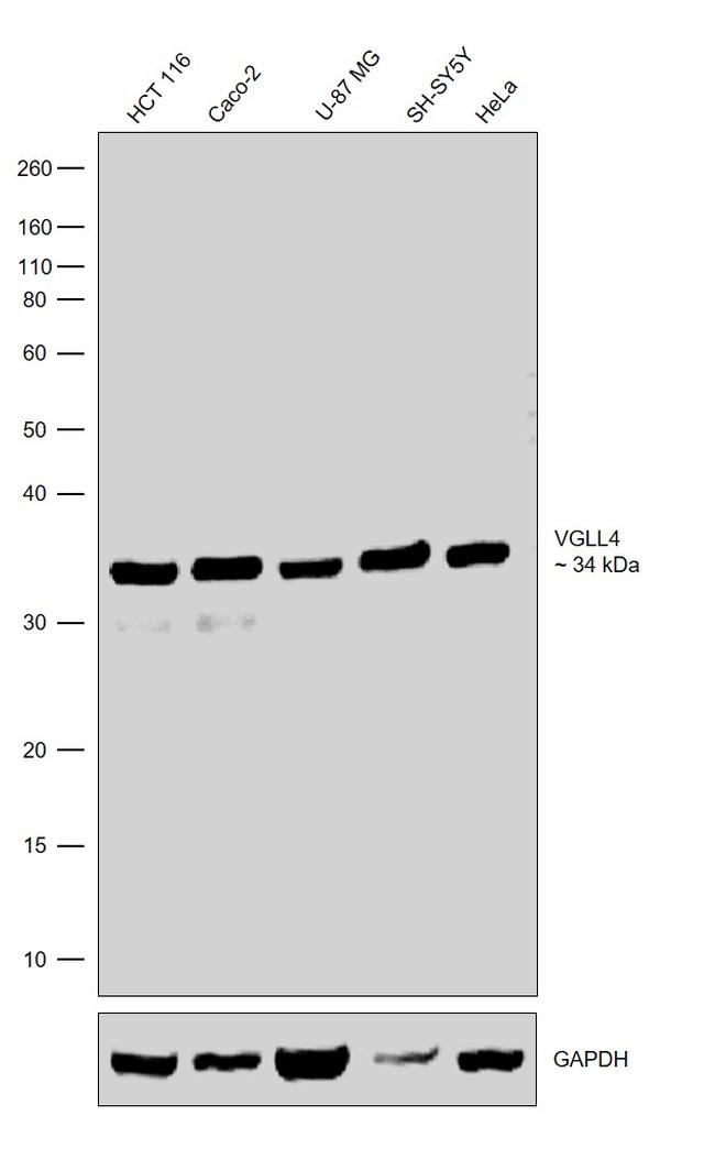 VGLL4 Antibody in Western Blot (WB)