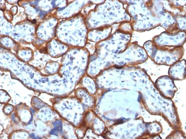 CD71/Transferrin Receptor (TFRC) (Extracellular Domain) Antibody in Immunohistochemistry (Paraffin) (IHC (P))