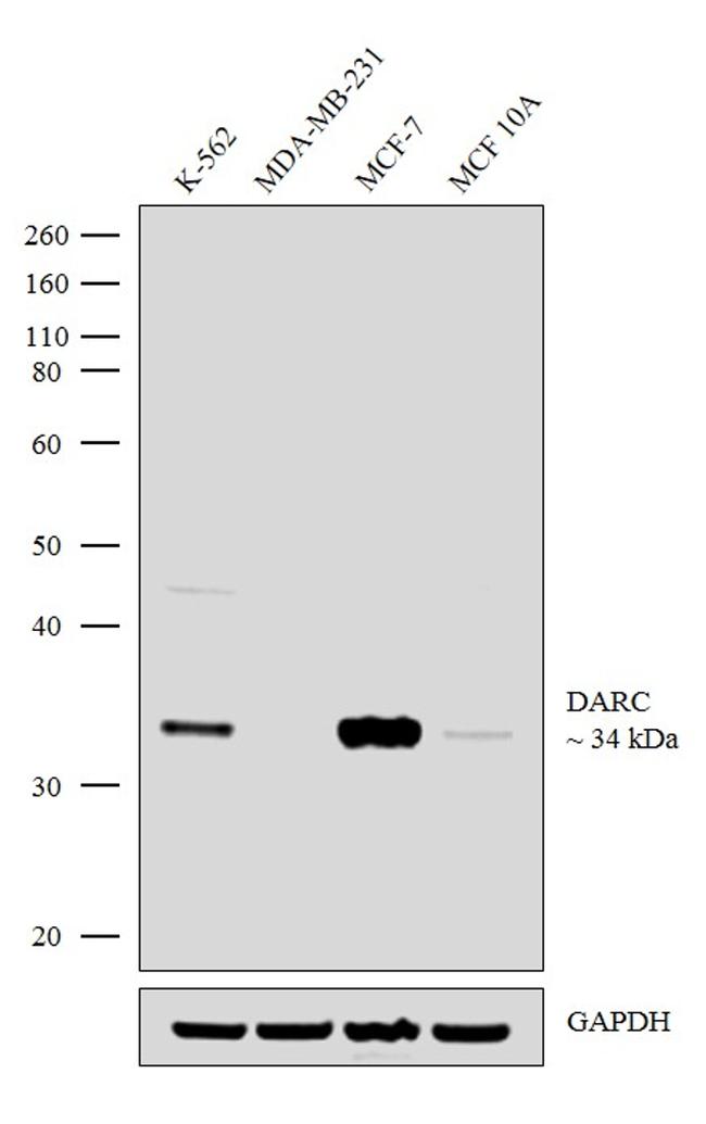 DARC Antibody in Western Blot (WB)