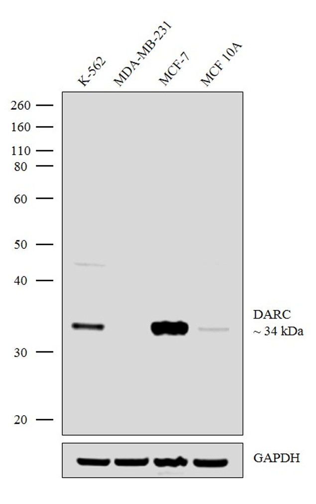 DARC Antibody