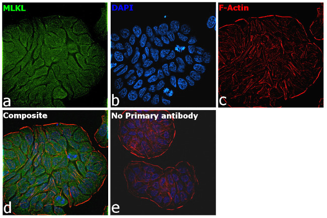 MLKL Antibody in Immunocytochemistry (ICC/IF)