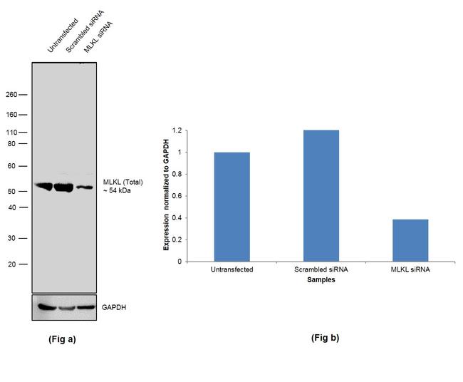 MLKL Antibody in Western Blot (WB)