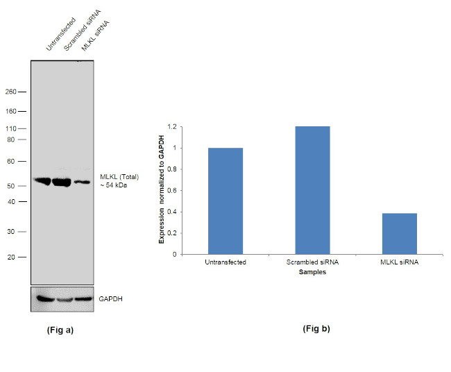 MLKL Antibody