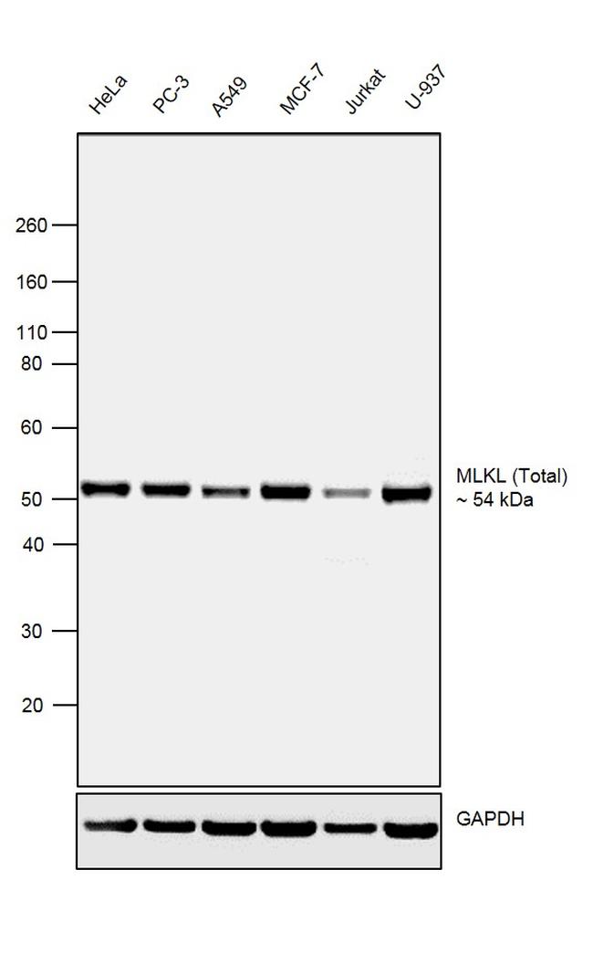 MLKL Antibody in Western Blot (WB)