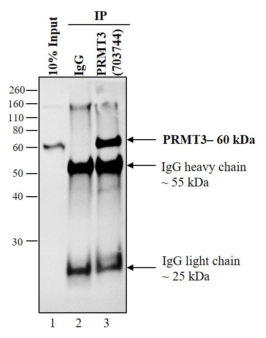 PRMT3 Antibody in Immunoprecipitation (IP)