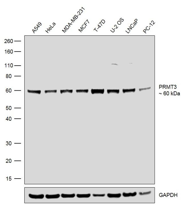 PRMT3 Antibody in Western Blot (WB)