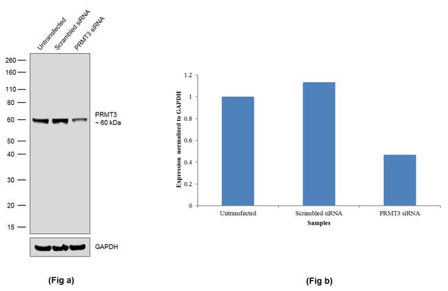 PRMT3 Antibody in Western Blot (WB)