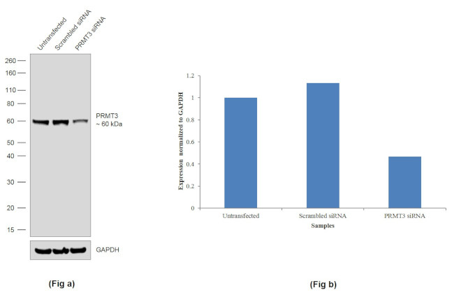 PRMT3 Antibody