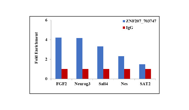 ZNF207 Antibody in ChIP Assay (ChIP)