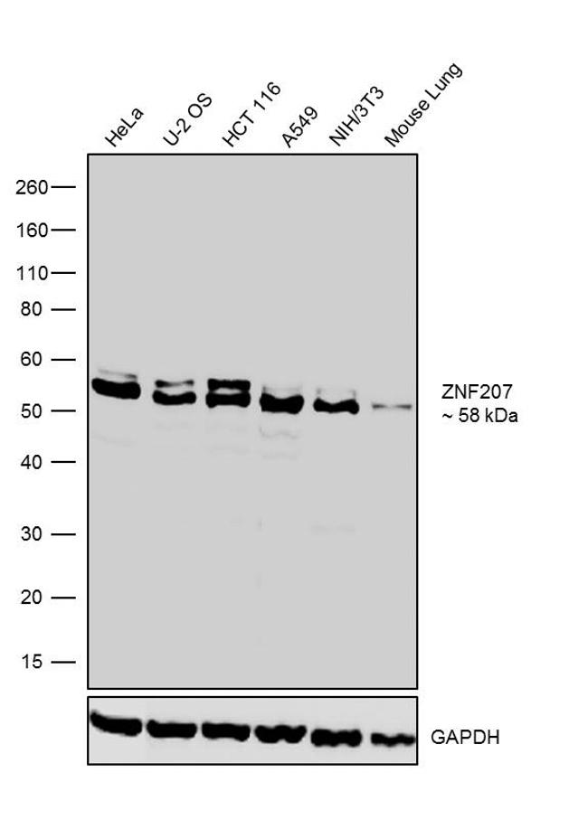 ZNF207 Antibody in Western Blot (WB)