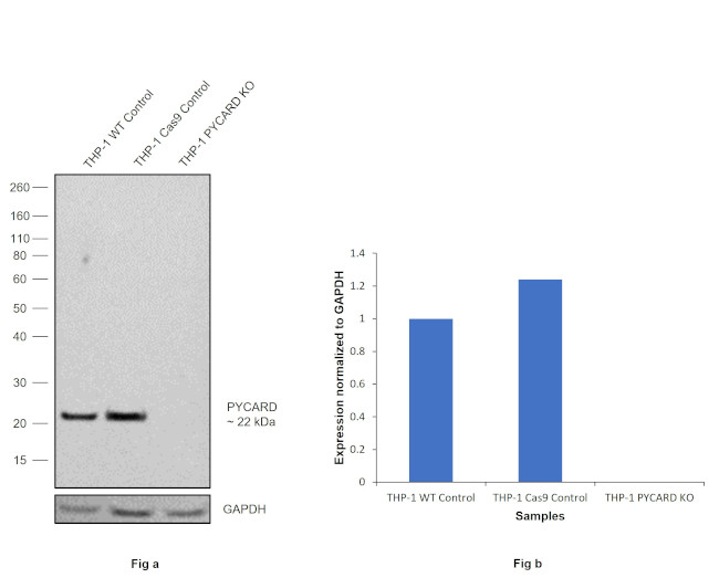 PYCARD Antibody