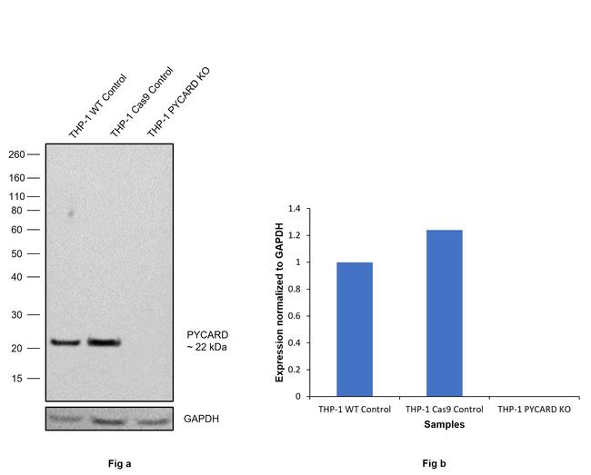 PYCARD Antibody in Western Blot (WB)