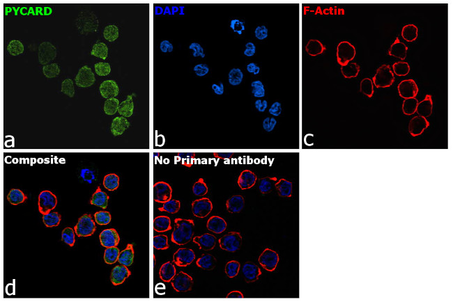 PYCARD Antibody in Immunocytochemistry (ICC/IF)