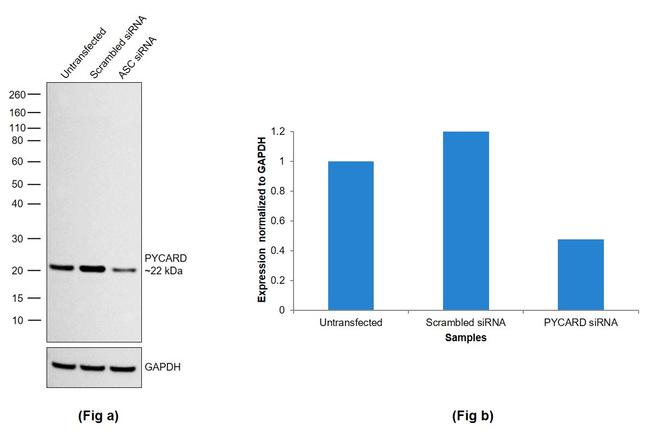 PYCARD Antibody in Western Blot (WB)