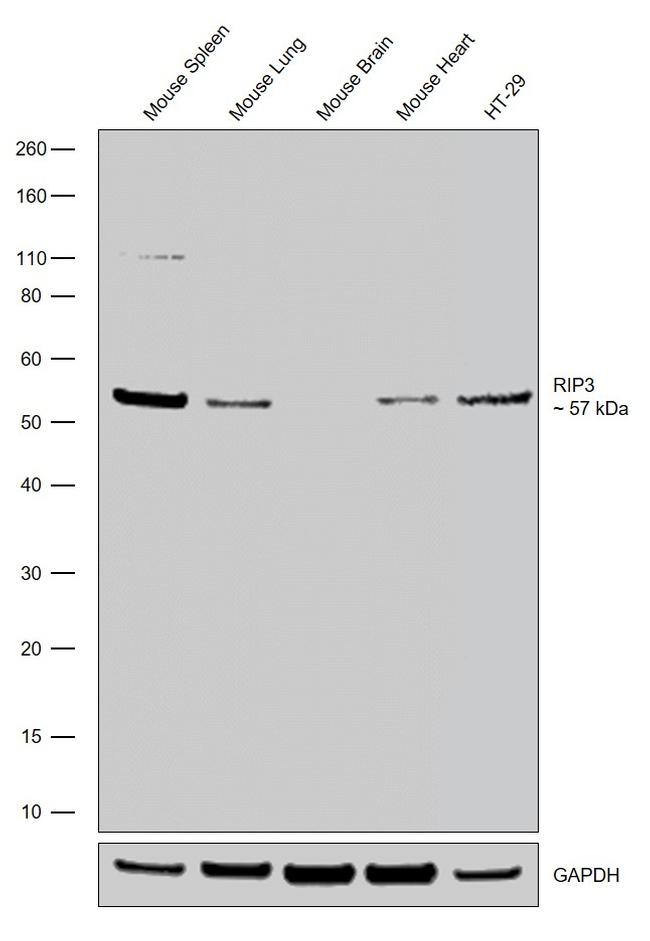 RIP3 Antibody in Western Blot (WB)