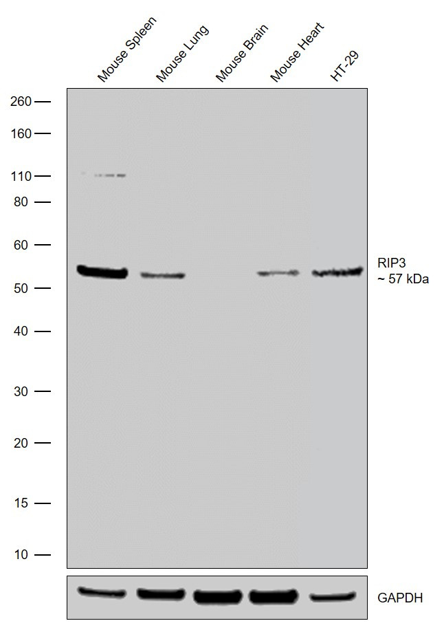 RIP3 Antibody