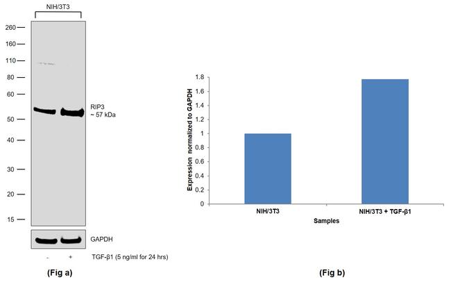 RIP3 Antibody