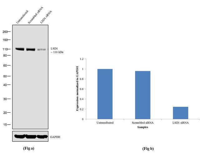 LSD1 Antibody in Western Blot (WB)