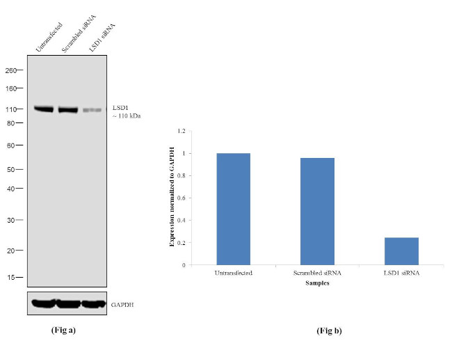 LSD1 Antibody