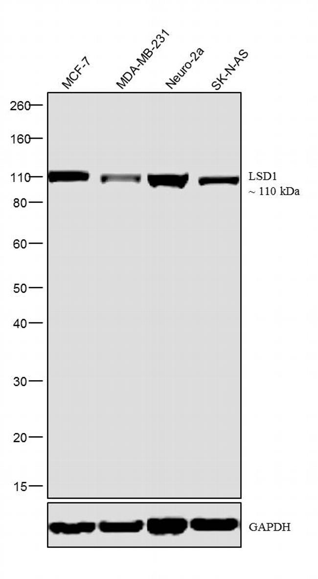 LSD1 Antibody in Western Blot (WB)