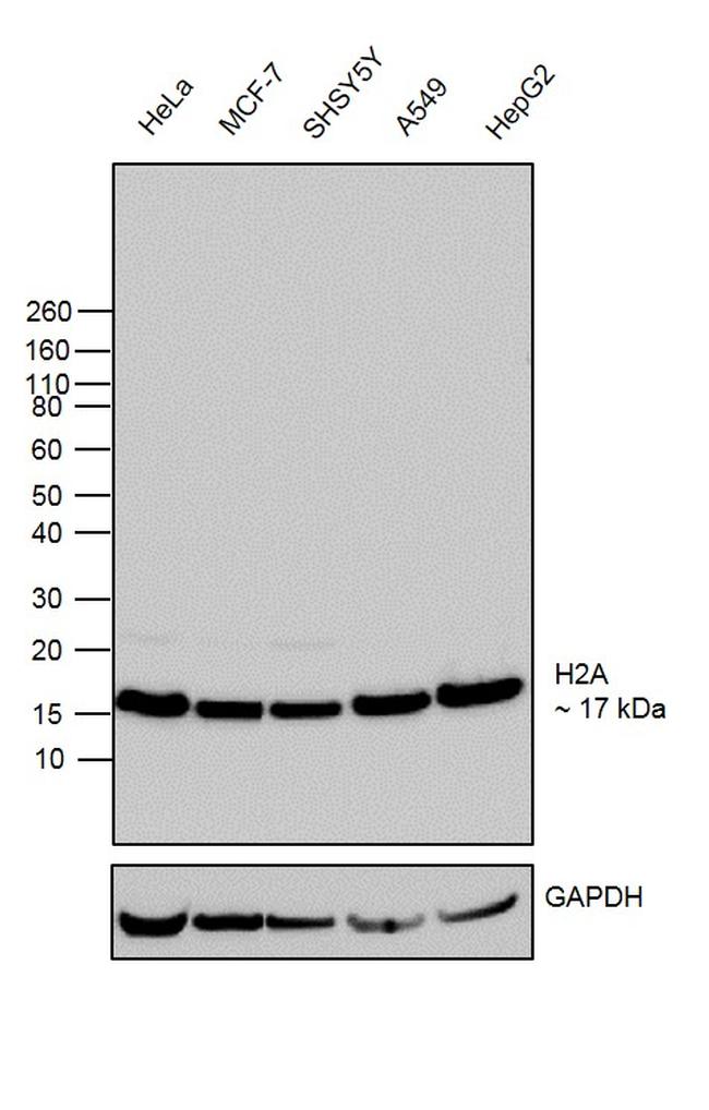 Histone H2A Antibody in Western Blot (WB)