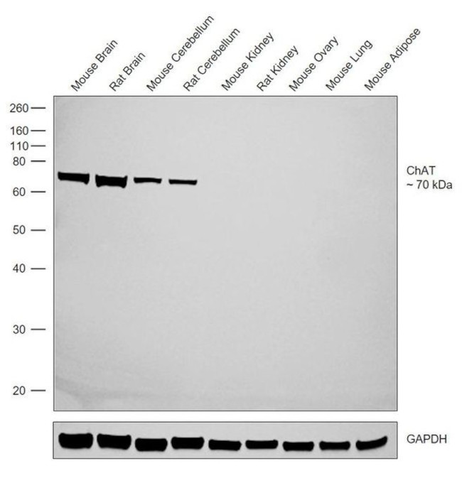 ChAT Antibody