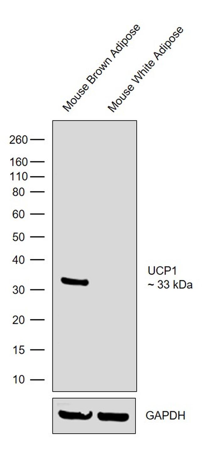 UCP1 Antibody in Western Blot (WB)