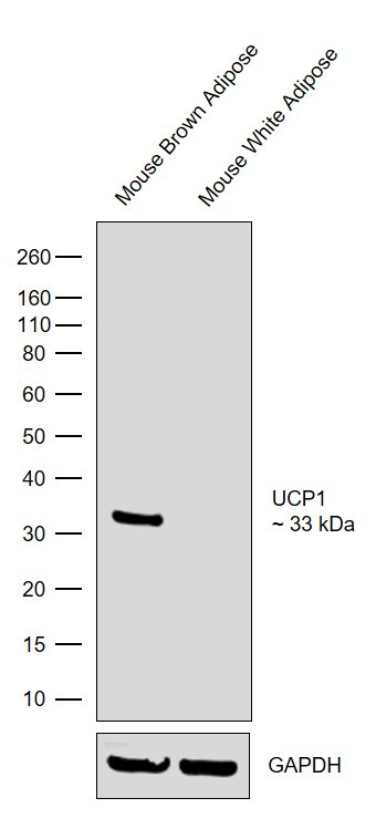 UCP1 Antibody