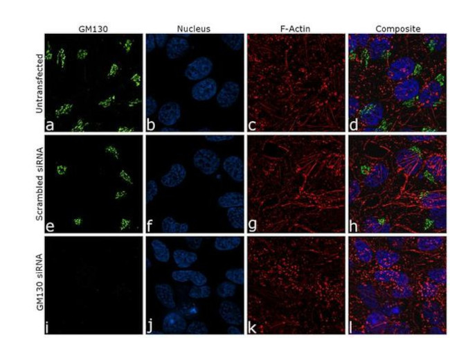 GM130 Antibody