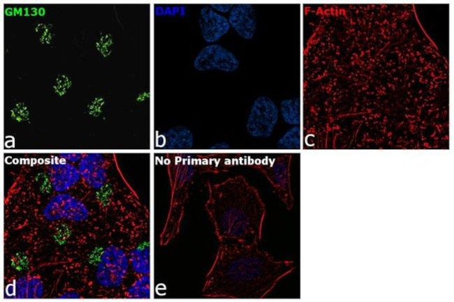 GM130 Antibody in Immunocytochemistry (ICC/IF)