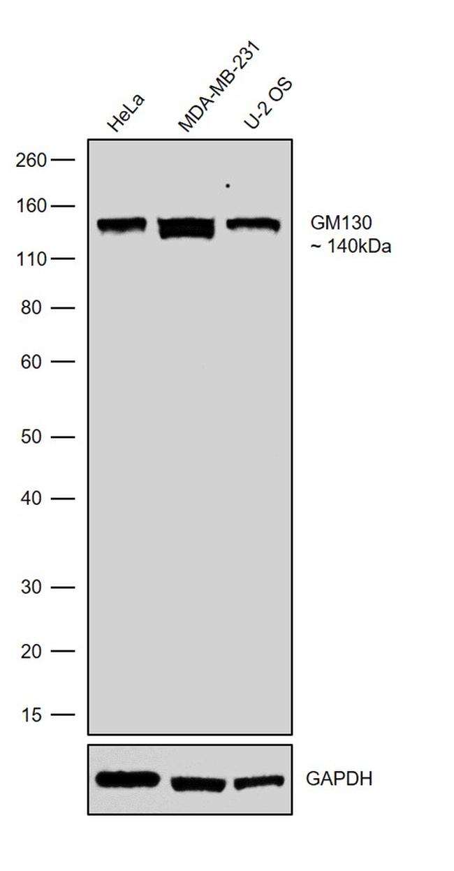 GM130 Antibody in Western Blot (WB)