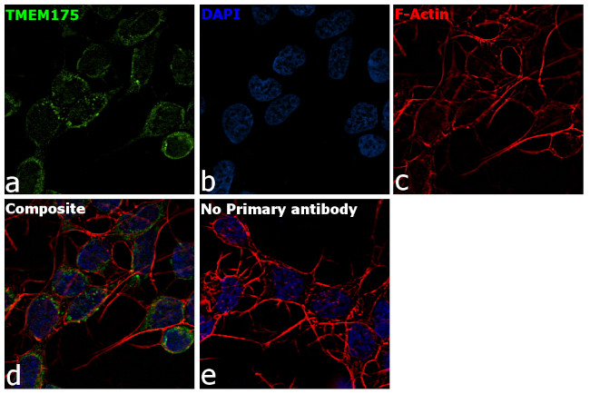 TMEM175 Antibody in Immunocytochemistry (ICC/IF)