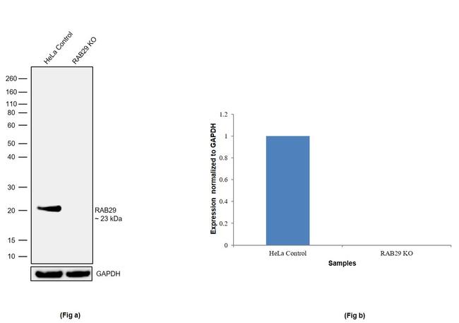 RAB29 Antibody in Western Blot (WB)