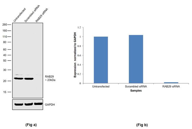 RAB29 Antibody in Western Blot (WB)